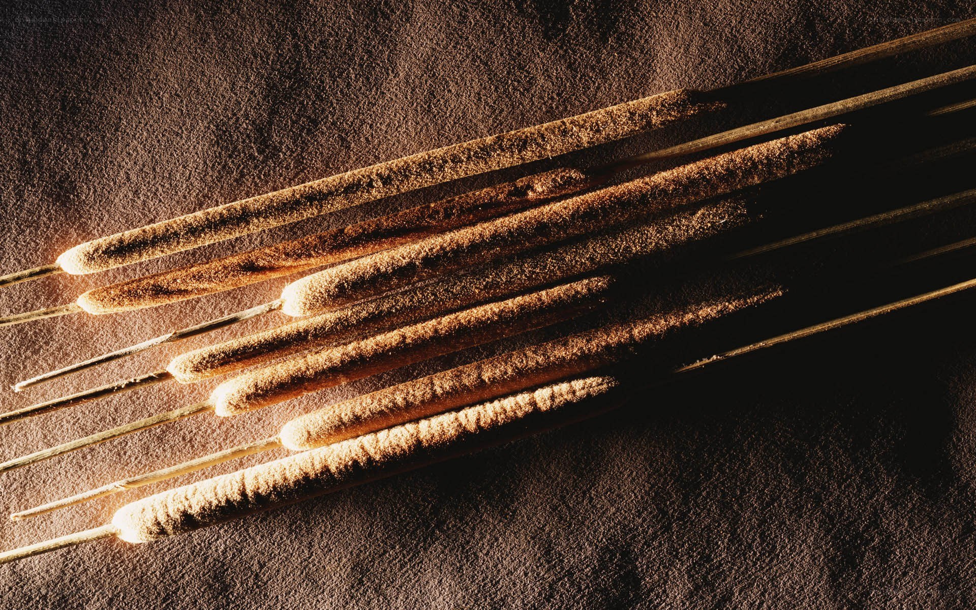 Cattail seed heads on dark surface