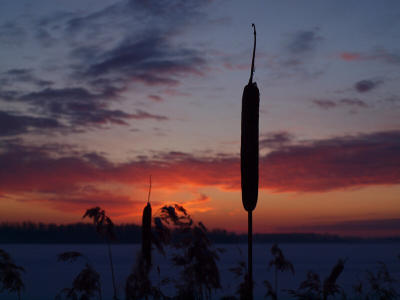 Cattail Silhouette