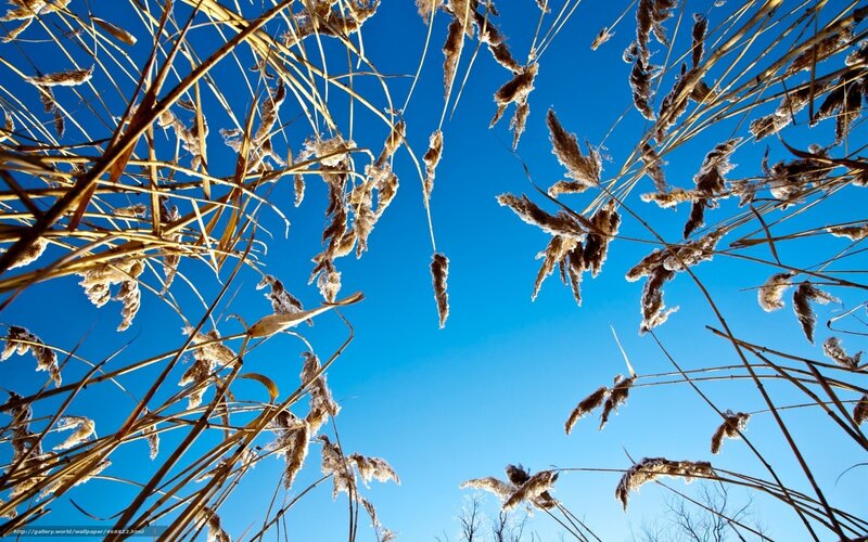 Cattails against blue sky