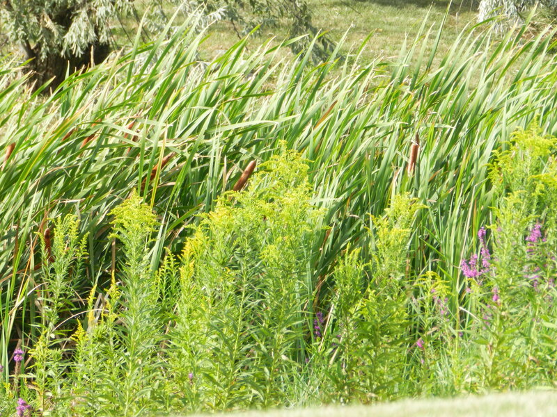 Cattails and Wildflowers
