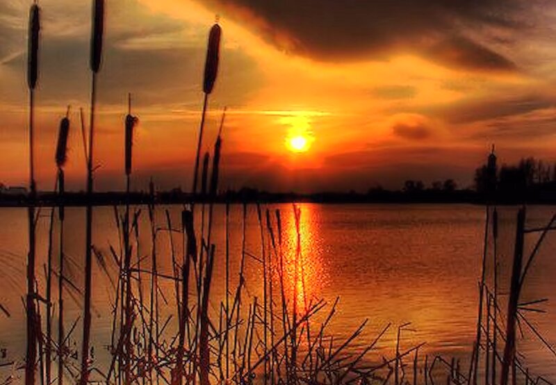 Cattails at Sunset — Orange, Serene, Photograph, Sun, Lake