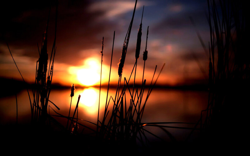 Cattails at Sunset — Orange, Serene, Photograph, Sun