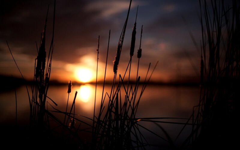 Cattails at Sunset — Orange, Serene, Photograph