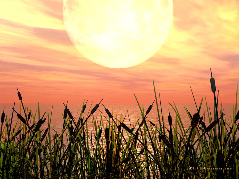 Cattails at Sunset — Orange