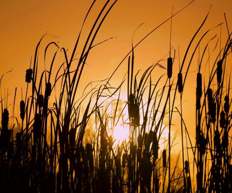 Cattails at sunset