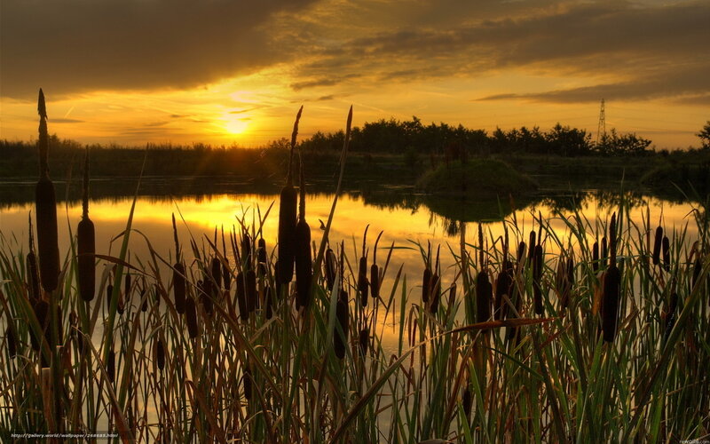 Cattails at Sunset — Yellow