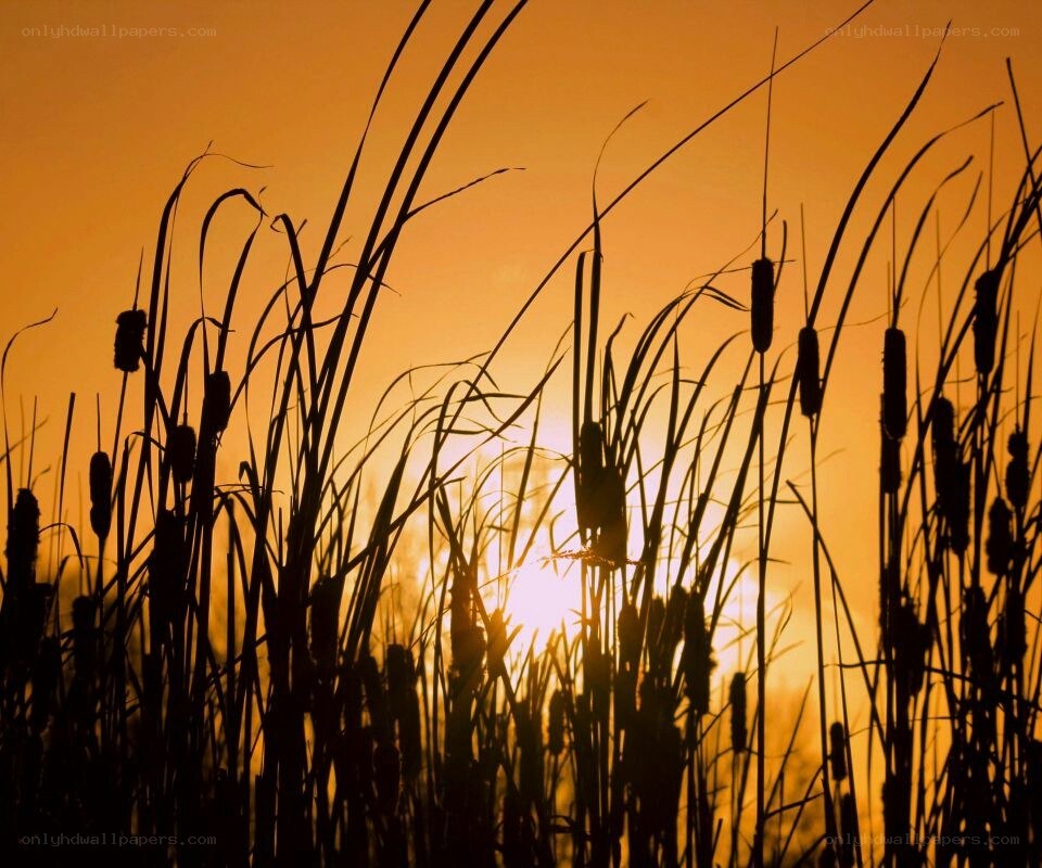 Cattails at sunset