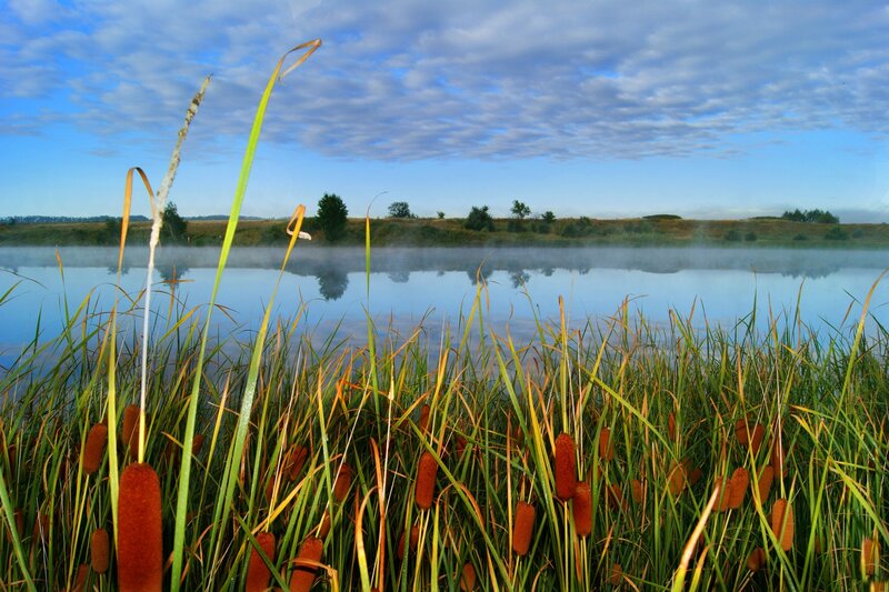 Cattails by a Misty Lake