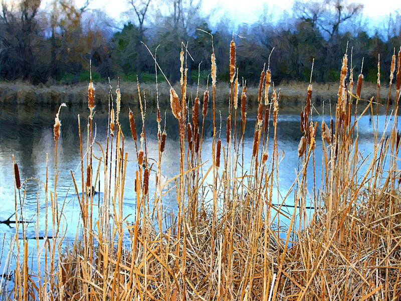 Cattails by a Pond