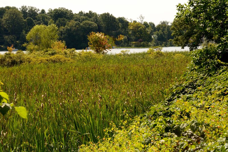 Cattails by Lake