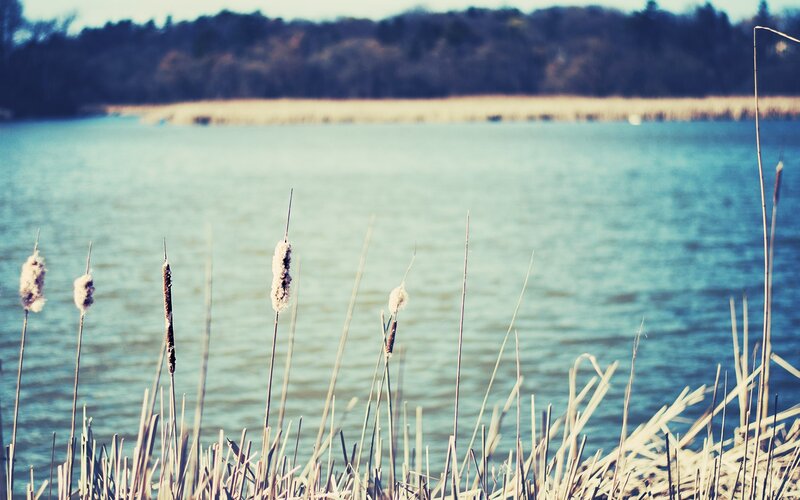 Cattails by the lake