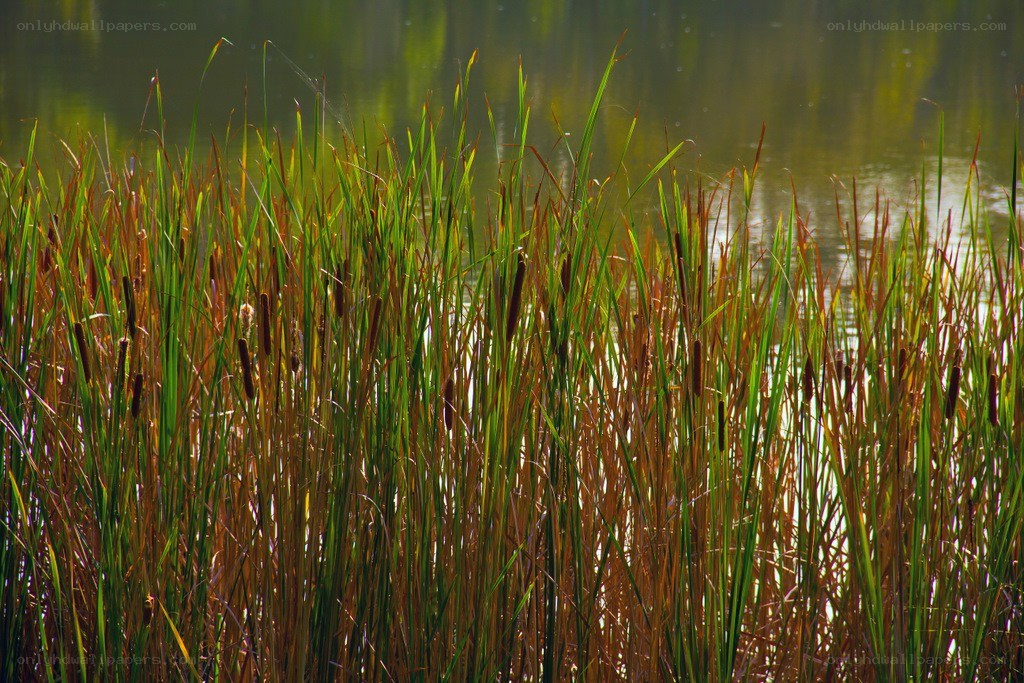 Cattails by the water