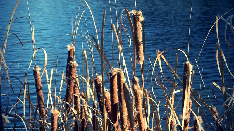 Cattails by the water
