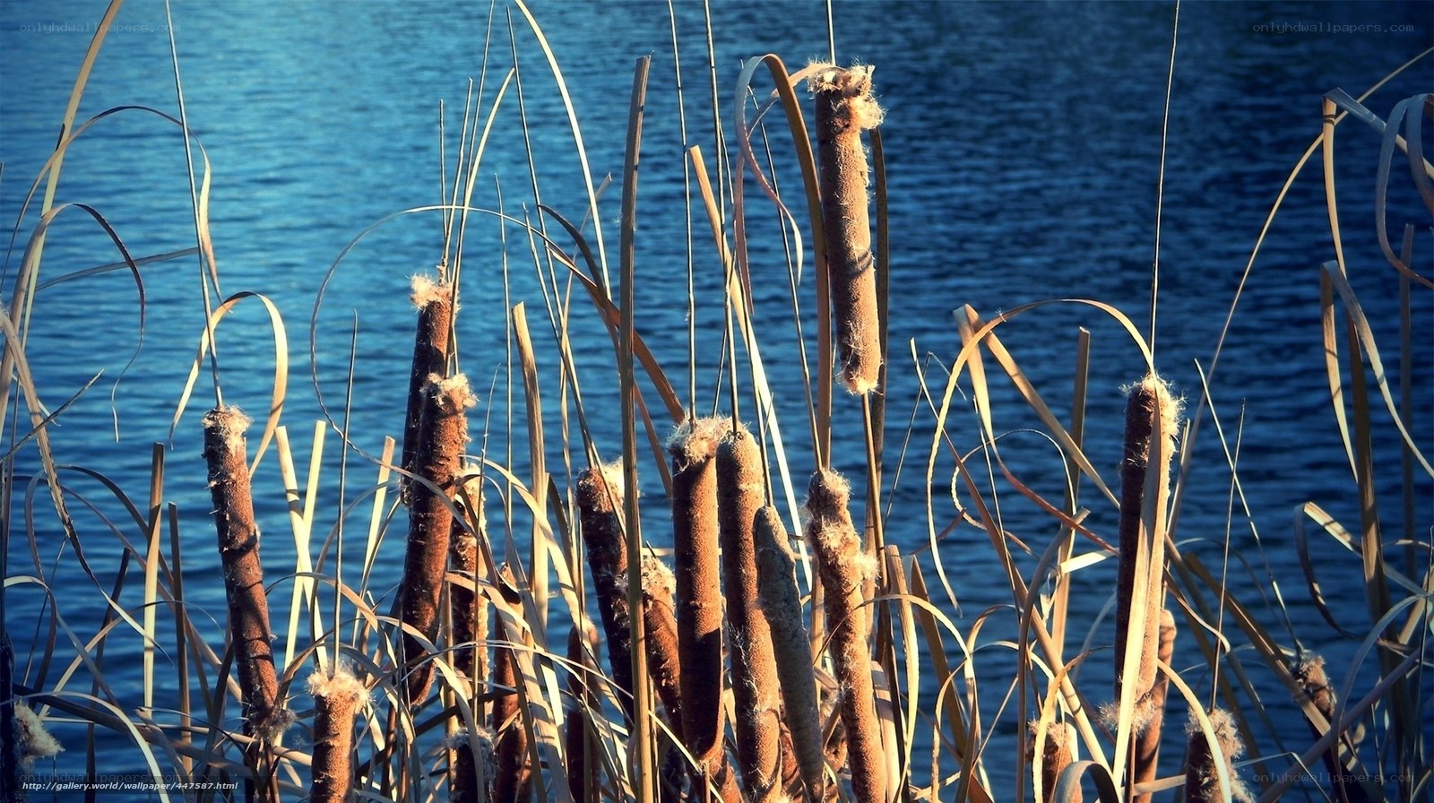 Cattails by the water