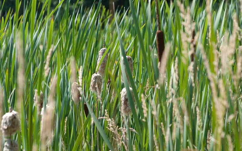 Cattails in a marsh