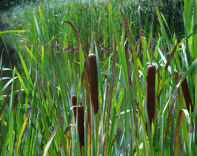 Cattails in a Pond — Green
