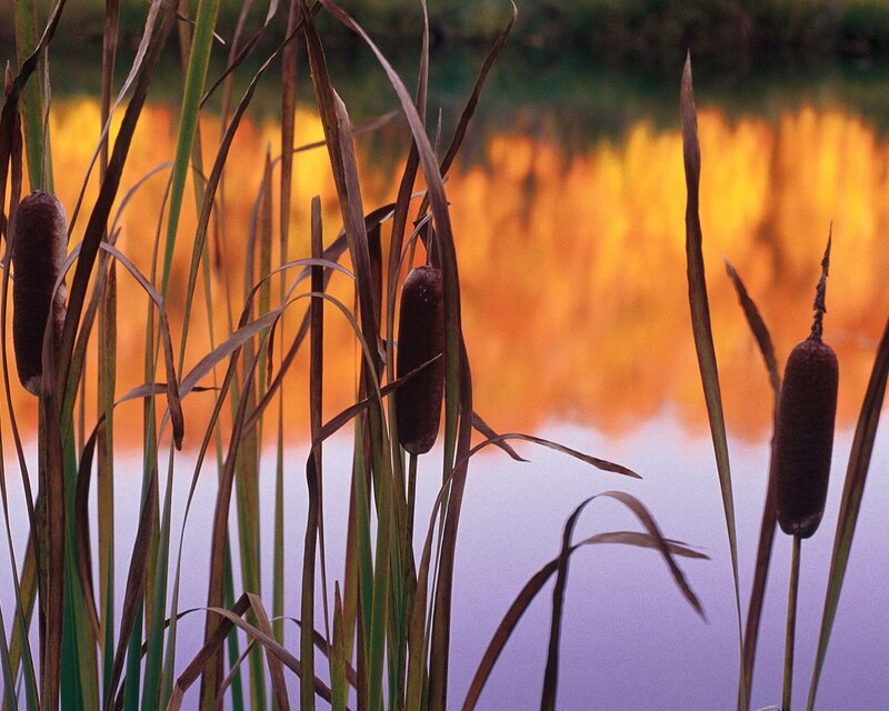 Cattails in a Pond — Orange