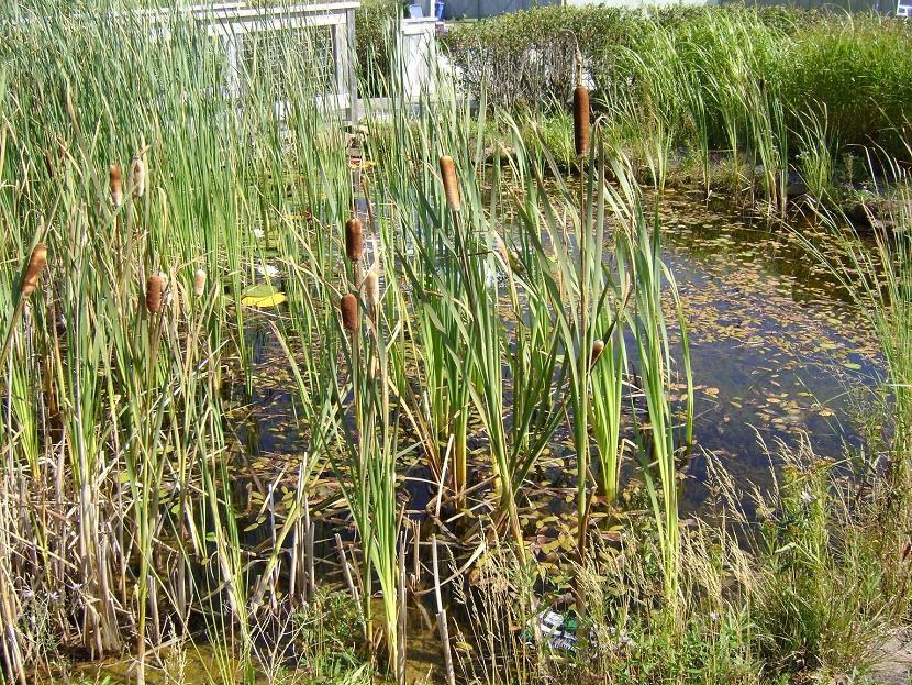 Cattails in a pond