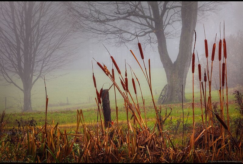 Cattails in Fog