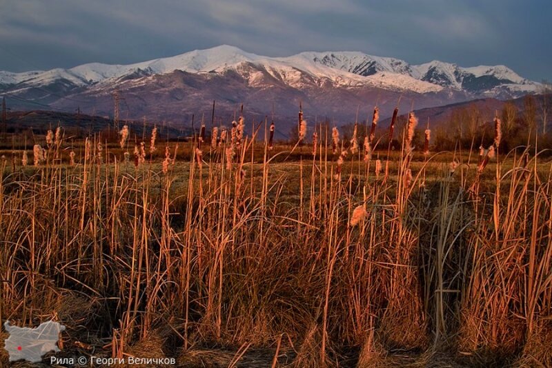 Cattails in Marsh