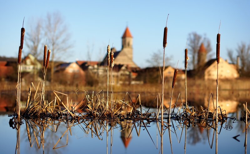 Cattails in Water — Blue