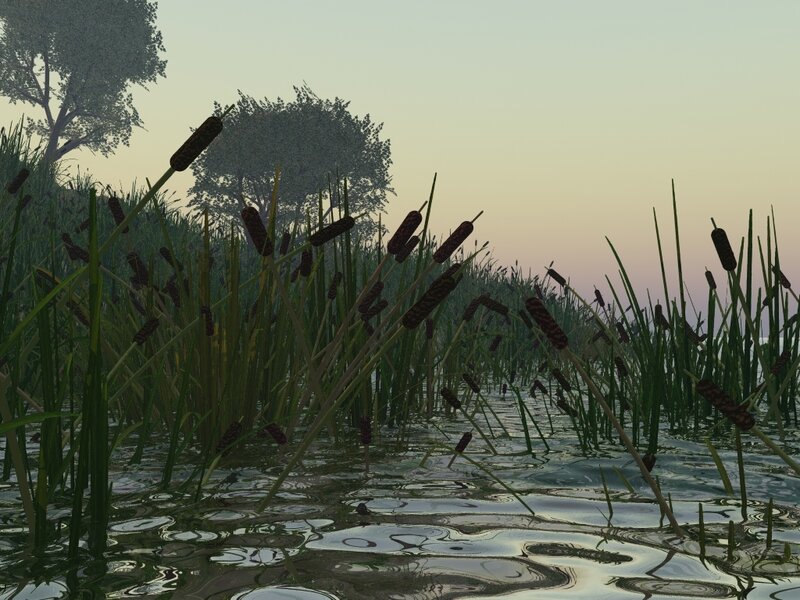 Cattails in Water