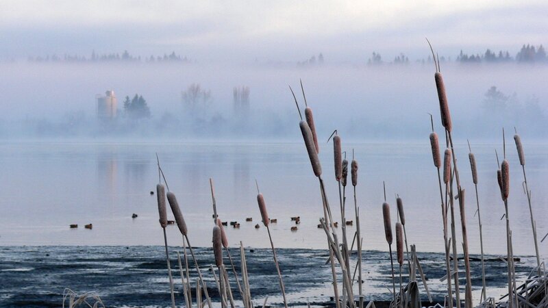 Cattails on a Lake — Blue, Misty