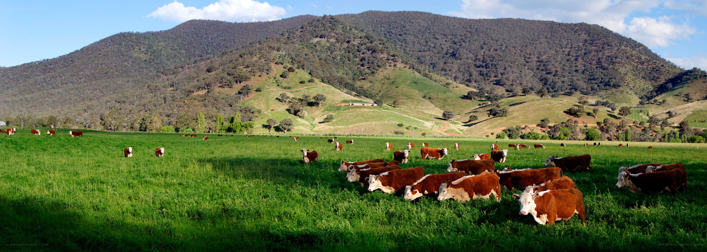 Cattle grazing in a green valley