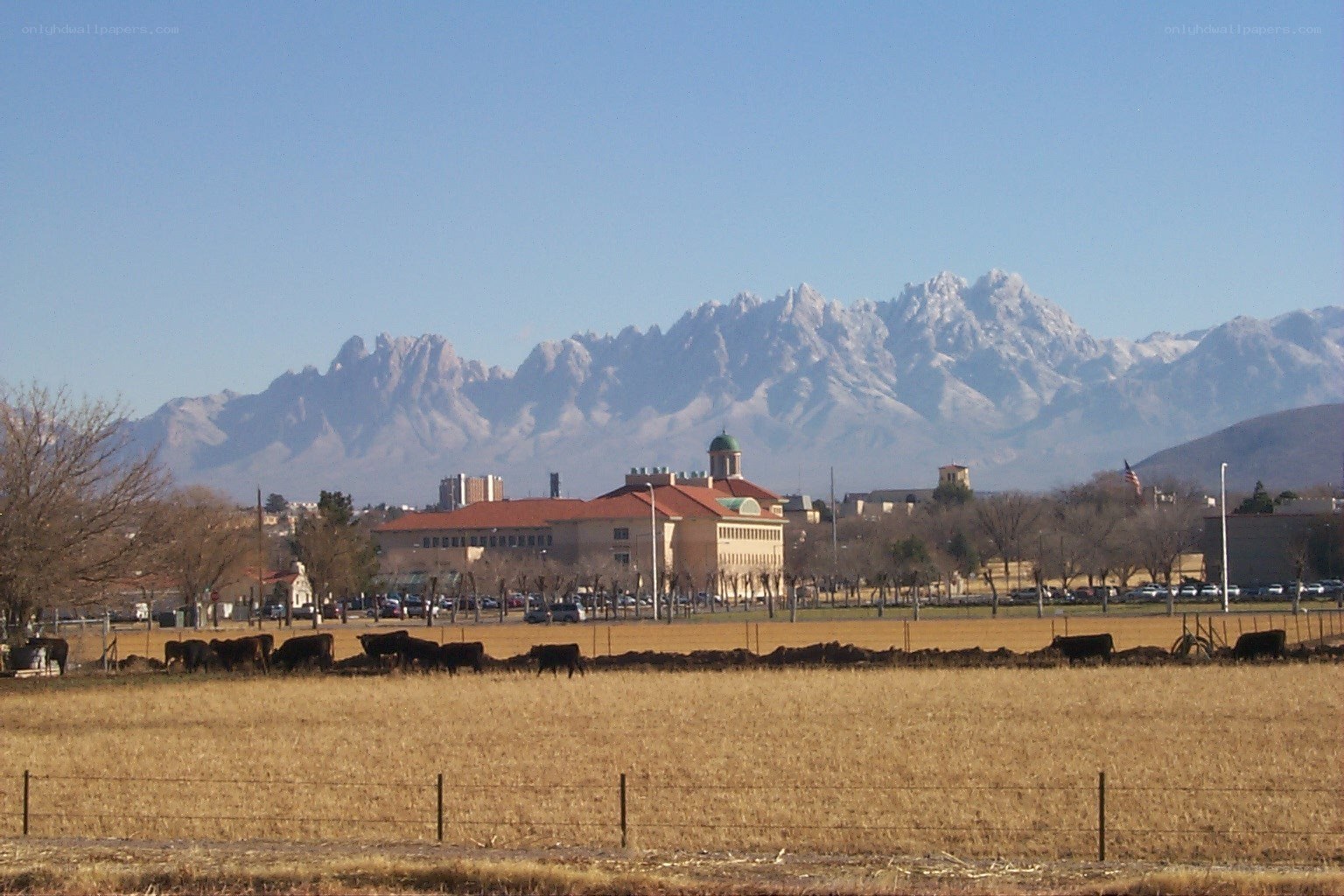 Cattle grazing with mountains in background