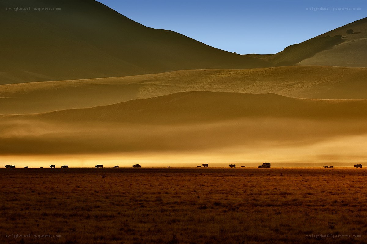 Cattle herd at sunset in desert