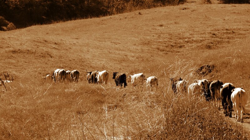 Cattle herd in a field
