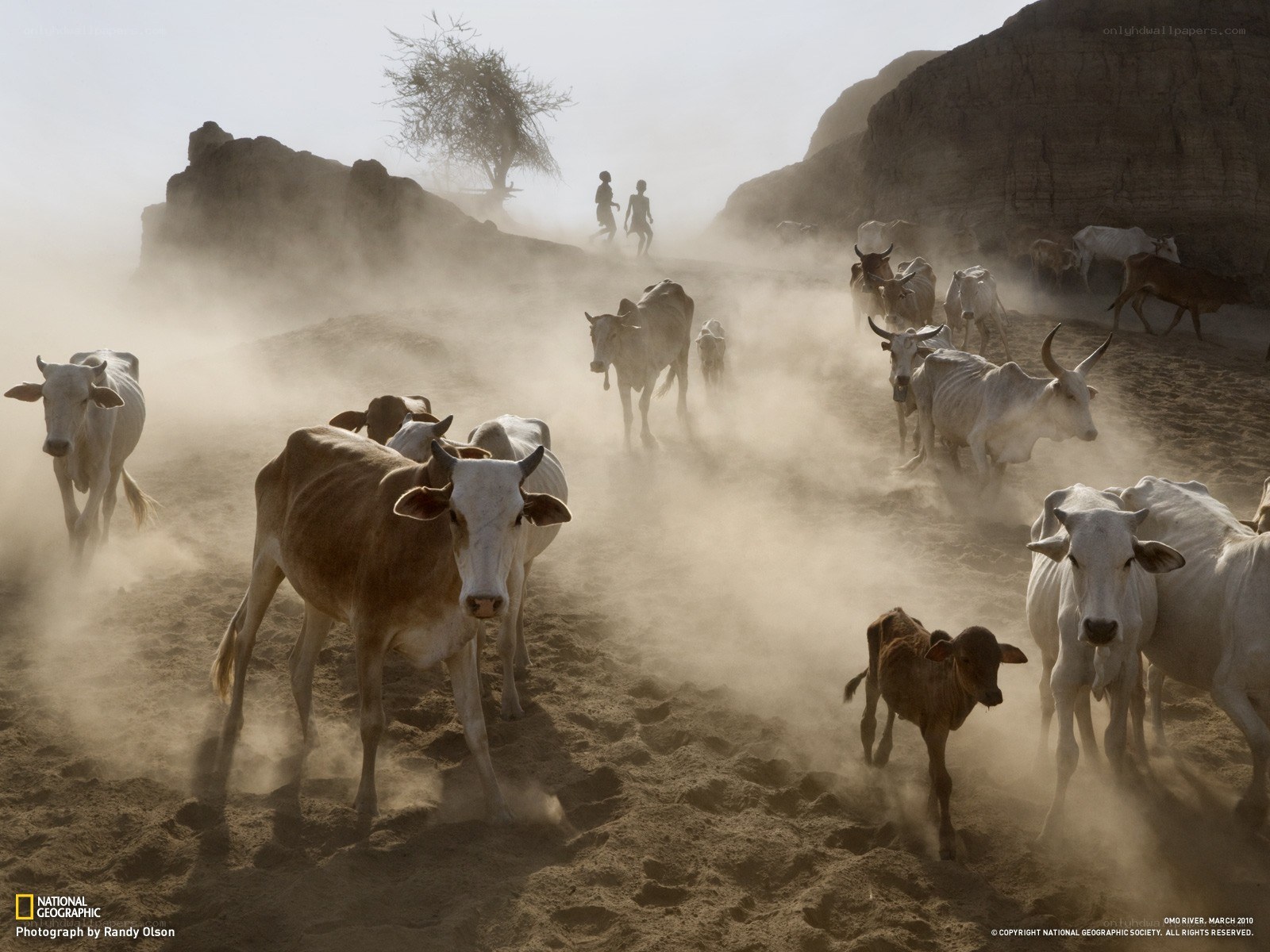 Cattle herd in dusty landscape