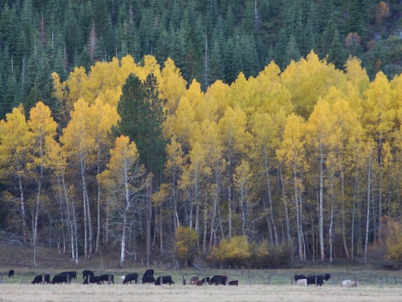 Cattle in a Field