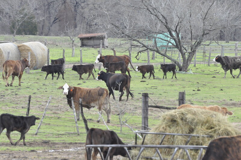 Cattle in a Pasture
