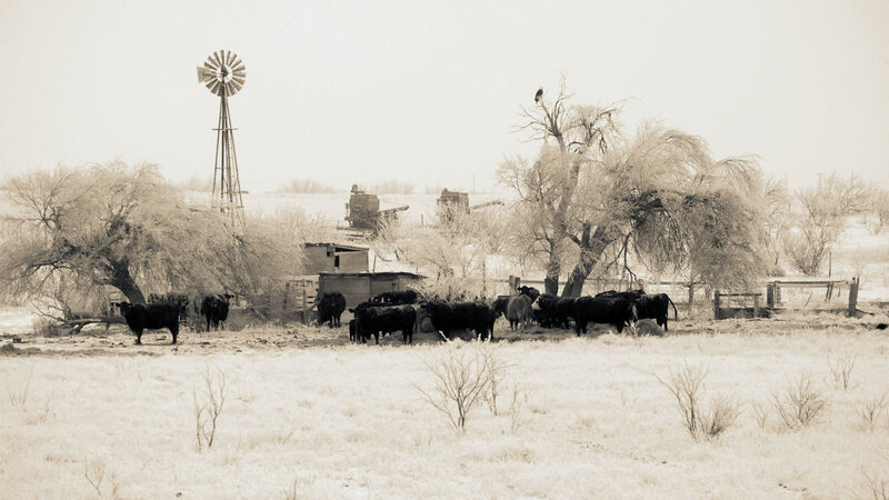 Cattle in a snowy field
