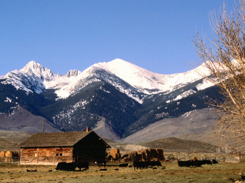 Cattle on a Ranch