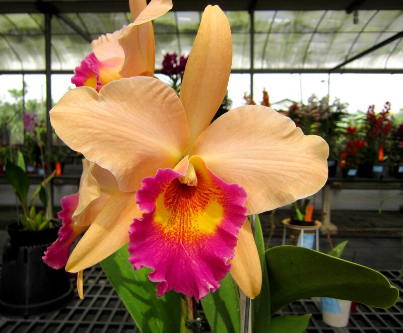 Cattleya Orchid Flower — Pink