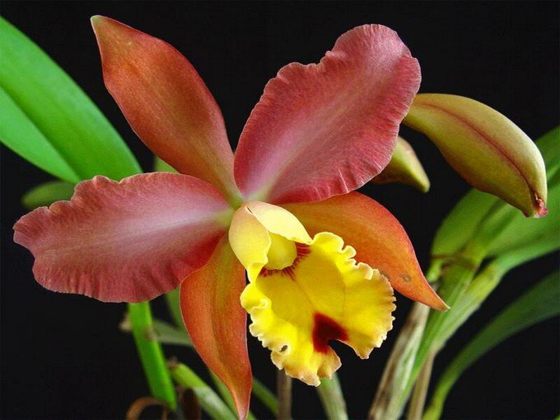 Cattleya Orchid Flower