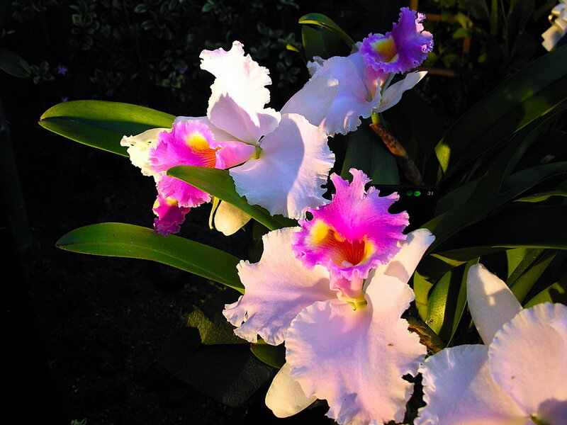 Cattleya Orchids in Bloom