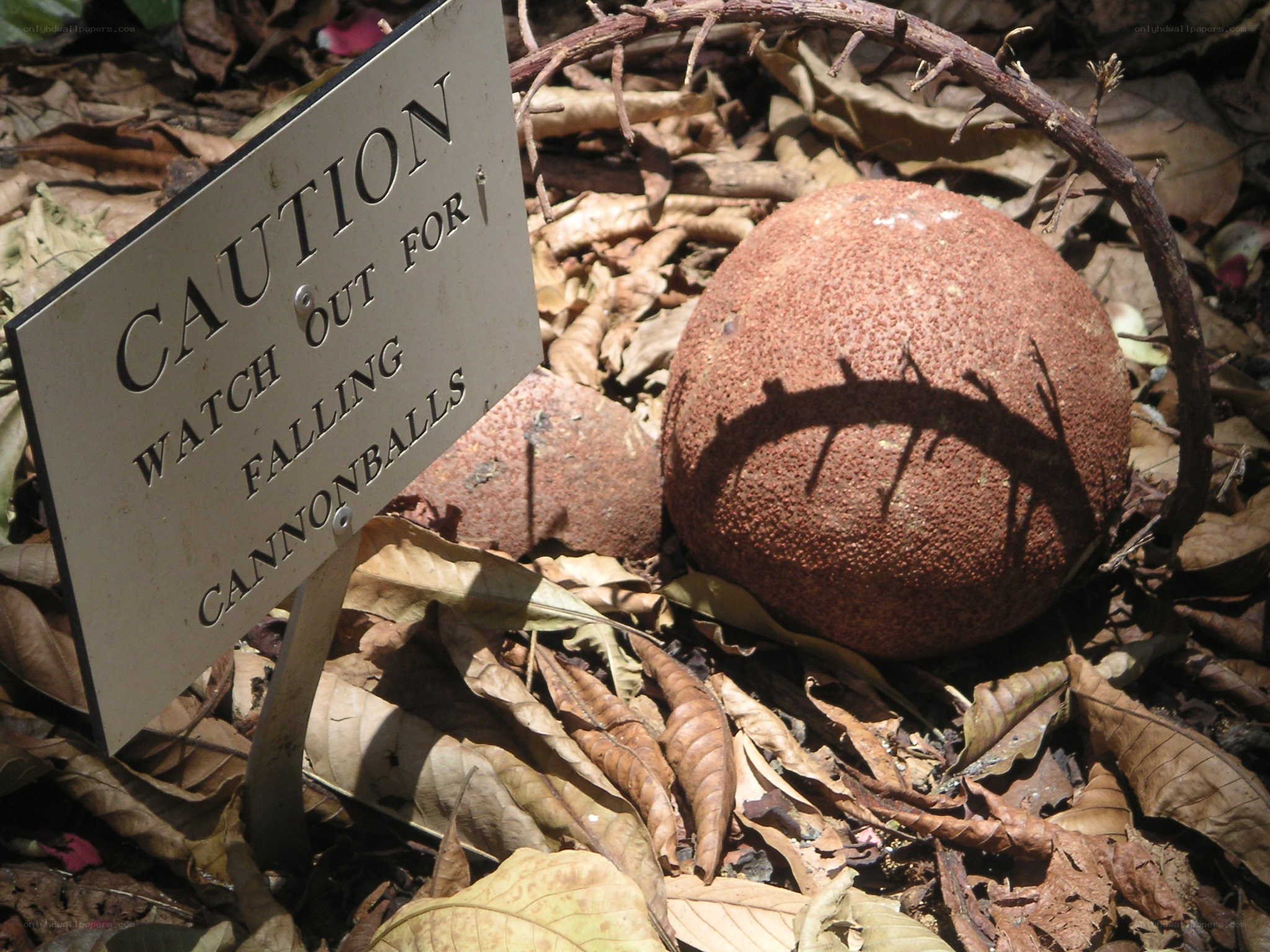 Caution sign near cannonballs