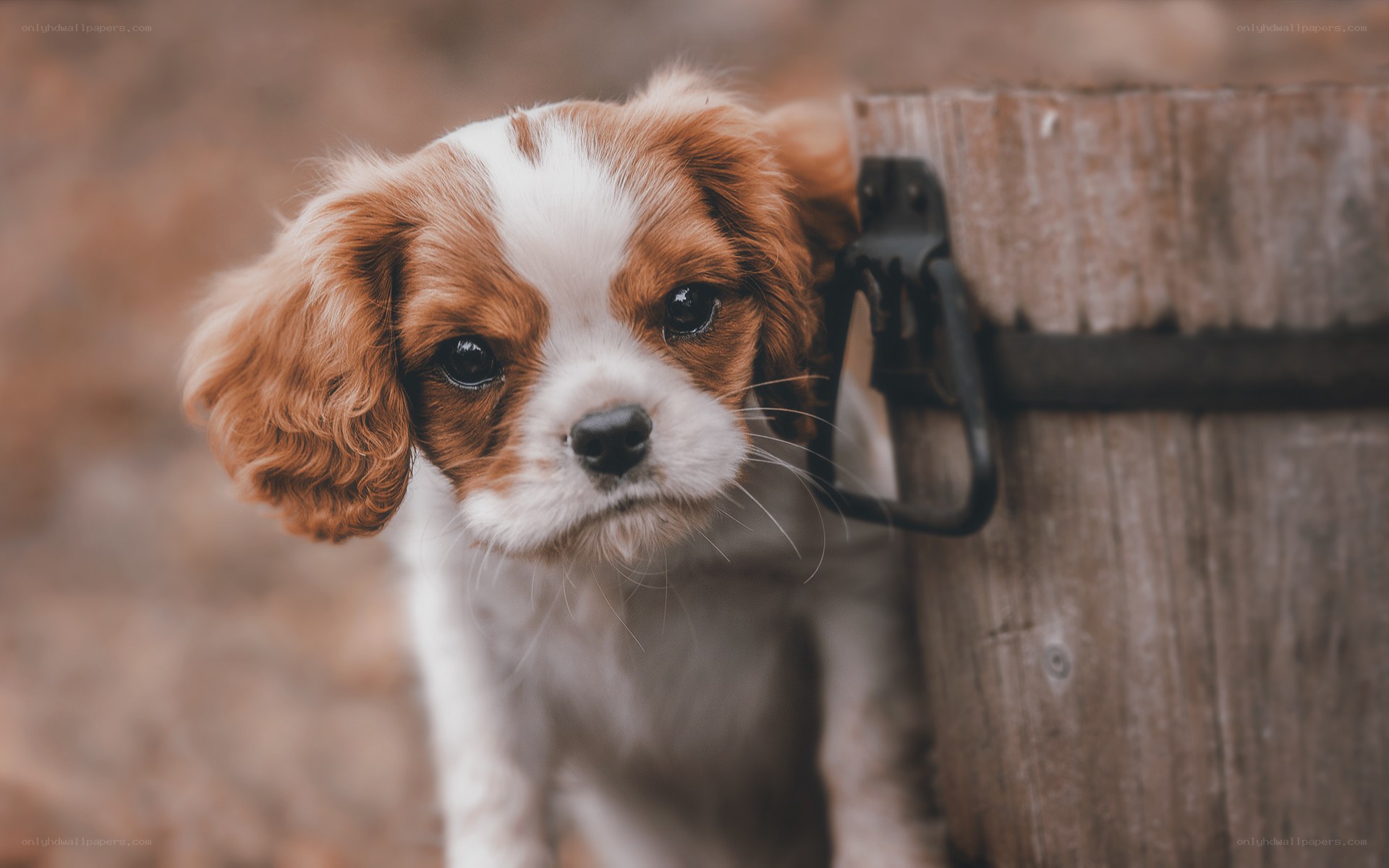 cavalier king charles puppy