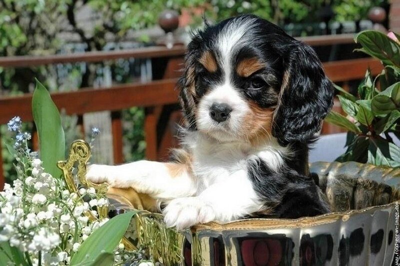 Cavalier King Charles puppy