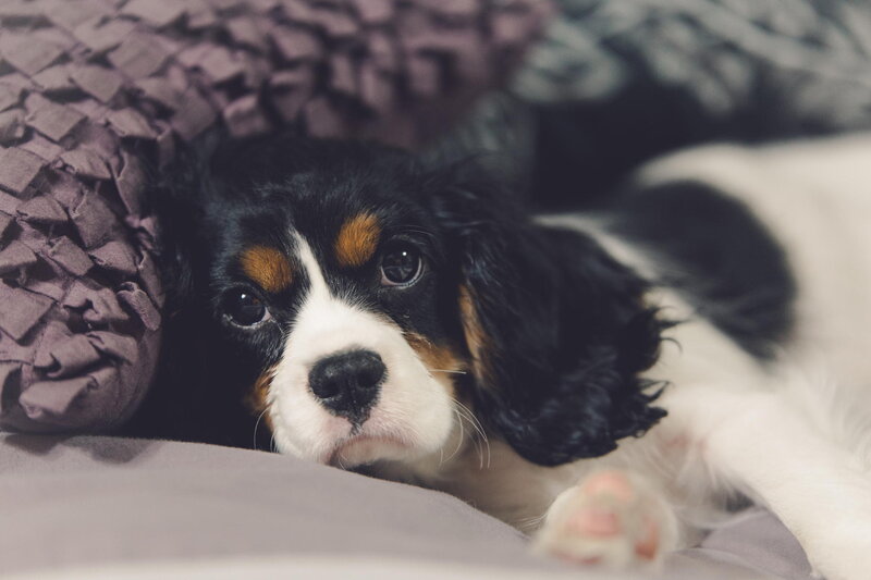 Cavalier King Charles Puppy — Black, Calm, Photograph
