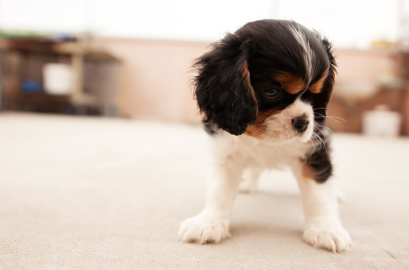 Cavalier King Charles Puppy — Black, Calm