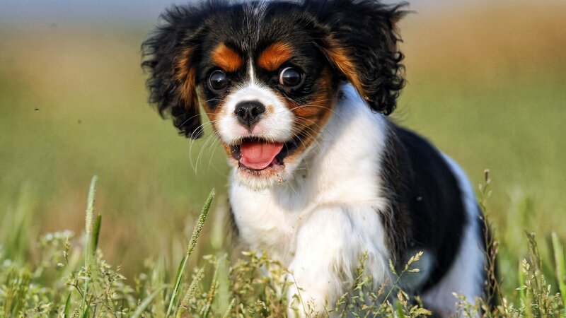 Cavalier King Charles Puppy — Black, Playful, Afternoon, Photograph, Grass