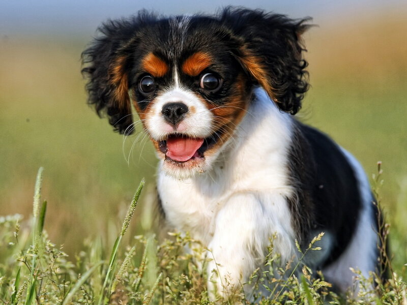 Cavalier King Charles Puppy — Black, Playful