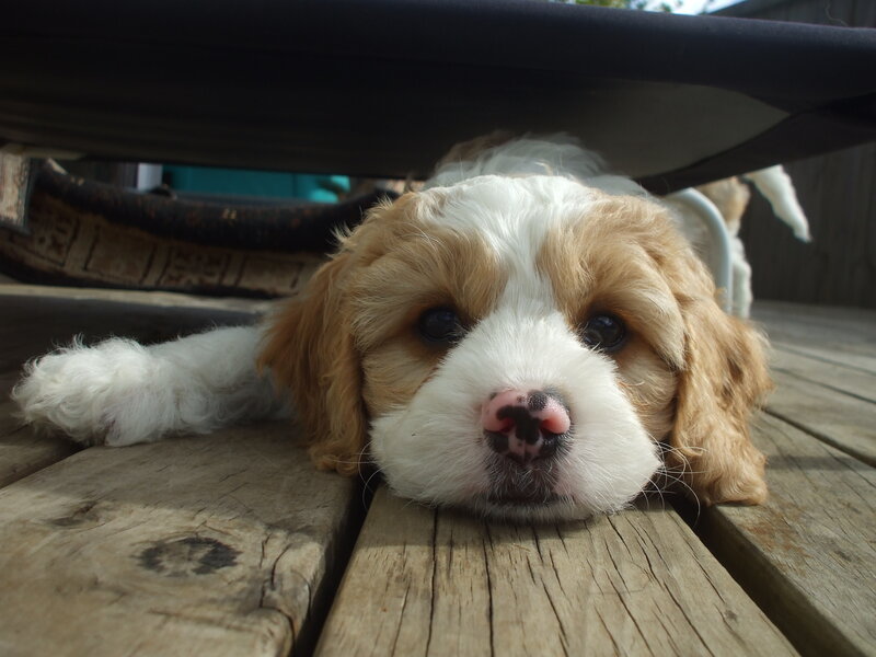 Cavalier King Charles Puppy — Brown, Calm, Afternoon