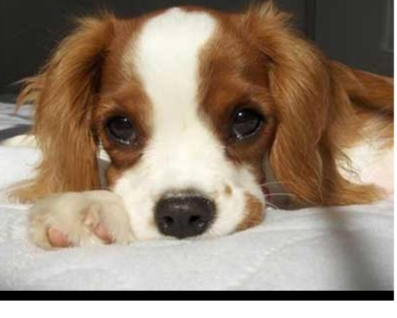 Cavalier King Charles Puppy — Brown, Calm, Photograph, Bed