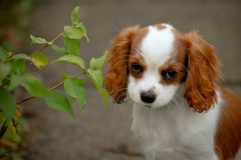 Cavalier King Charles Puppy — Brown, Calm, Photograph, Plant