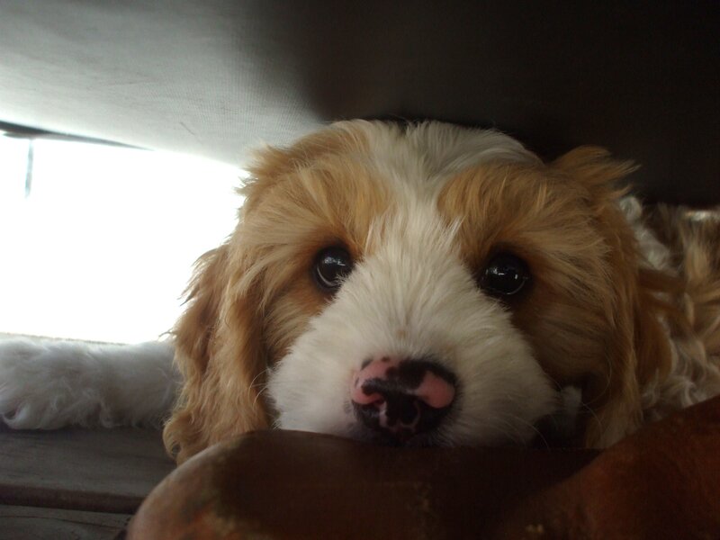 Cavalier King Charles Puppy — Brown, Calm, Photograph